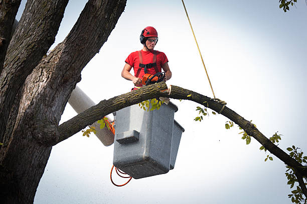 The Steps Involved in Our Tree Care Process in Dahlonega, GA